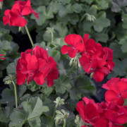 Hängpelargon, Stickling 3-pack - Pelargonium x hortorum Marcada Dark Red