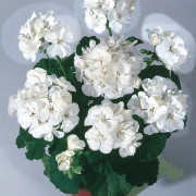 Pelargon, Stickling 3-pack - Pelargonium x hortorum Moonlight ™ Sailing