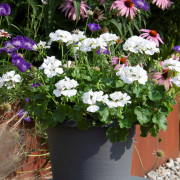 Hängpelargon, Stickling 3-pack - Pelargonium x hortorum Marcada White