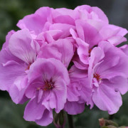 Pelargon, Stickling 3-pack - Pelargonium x hortorum Moonlight ™ Violino