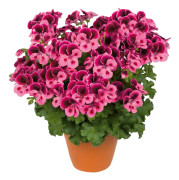 Änglapelargon, Stickling 3-pack - Pelargonium Candy Flowers ® Pink With Eye