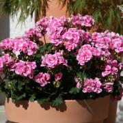Pelargon, Stickling 3-pack - Pelargonium x hortorum Moonlight ™ Katy
