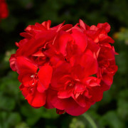Pelargon Calliope ® Scarlet Red, kruka
