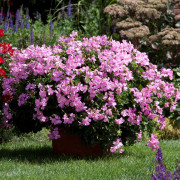 Hängpelargon, Stickling 3-pack - Pelargonium x hortorum Marcada Pink