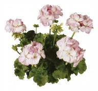 Pelargon, Stickling 3-pack - Pelargonium x hortorum Classic Aquarello