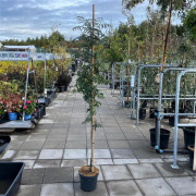Pelarrönn - Sorbus aucuparia Fingerprint ® (Storlek: utr 150-175 C7,5)