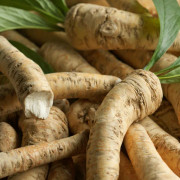 Armoracia rusticana, Pepparrot, barrot 1st - Armoracia rusticana