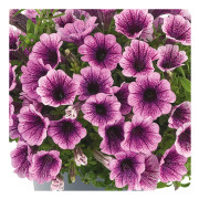 Petunia, Stickling 3-pack - Petunia x hybrida Vivini ™ Purple Vein