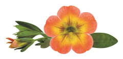 Småpetunia, Million Bells, Stickling 3-pack - Calibrachoa Superbells ™ Honey Peach