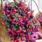 Hängfuchsia, Stickling 3-pack - Fuchsia Bella Sacha