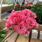 Rosenpelargon, kruka - Pelargonium x hortorum Grainger's Antique Rose