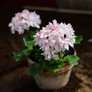 Dvärg-Stjärnpelargon, kruka - Pelargonium Vectis Finery