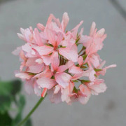 Dvärgpelargon, kruka - Pelargonium x hortorum Ansbrook Pluto