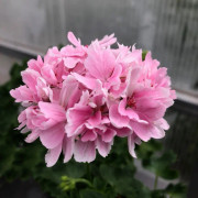 Stjärnpelargon, kruka - Pelargonium Rushmoor Rhapsody
