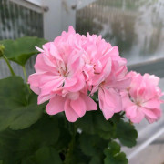 Dvärgpelargon, kruka - Pelargonium x hortorum Emma Hössler