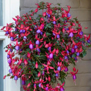 Fuchsia Upprätt, Stickling 3-pack - Fuchsia Angela