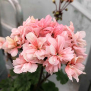 Miniatyrpelargon, kruka - Pelargonium Lilla Trulsa