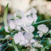 Luktärt, Spring Sunshine Light Blue - Lathyrus odoratus Spring Sunshine Light Blue