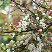 Bukettapel - Malus toringo var. sargentii Tina (Storlek: 80 stam co)