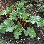 Rabarber - Rheum rhabarbarum Spangsbjerg (Storlek: C3,5)
