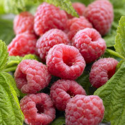 Hallon - Rubus idaeus Malling Promise (Storlek: C2)