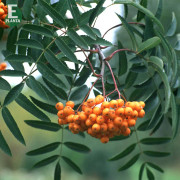 Commixta Rönn - Sorbus commixta Birgitta E (Storlek: utr 150-200 co)