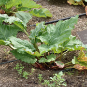 Rabarber /Vinrabarber - Rheum rhabarbarum Red Champagne (Storlek: C3,5)