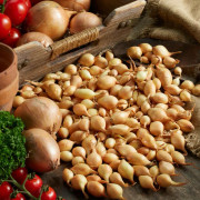 Sättlök Gul Sturon Ekologisk - Allium Cepa (Storlek: 1000g)