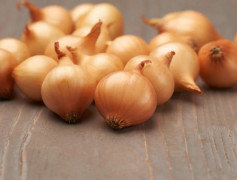Sättlök Gul Stuttgarter Riesen - Allium cepa (Storlek: 250g)