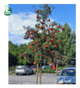 Rönn - Sorbus aucuparia Fk Västeråker E (Storlek: utr 150-200 co)