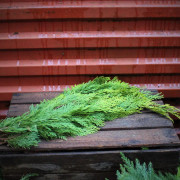 Cypress Gul/Grön Bunt - 400-500gr (Storlek: 400-500gr)