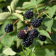 Björnbär - Rubus fruticosus Loch Tay E ® (Storlek: C3,5)
