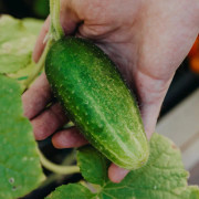 Druvgurka Vert Petit de Paris - Cucumis sativus Vert Petit de Paris