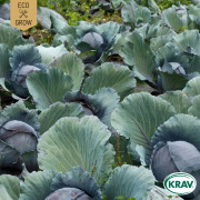 Rödkål Tête Noire 3, Ekologisk - Brassica oleracea var. capitata rubra Tête Noire 3