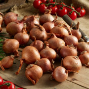 Sättlök Schalottenlök Biztro Ekologisk - Allium cepa (Storlek: 1000g)