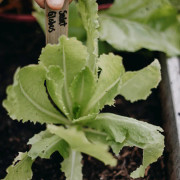Sallat, Romersk-, Globus - Lactuca sativa Globus