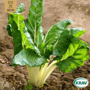 Mangold, White Silver, Ekologisk - Beta vulgaris White Silver