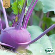 Kålrabbi Delikatess Blauer, Ekologisk - Brassica oleracea Delikatess Blauer