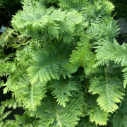 Sydstensöta - Polypodium cambricum Oakleyae (Krukstorlek: 0,5-1L)