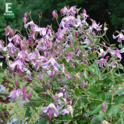 Klematis - Clematis integrifolia Hedvig ® E (Storlek: C2)