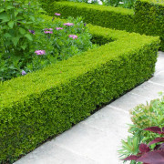 Buxbom Paket - Buxus sempervirens (Storlek: 10-pack)