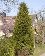Tuja - Thuja occidentalis Brabant (Storlek: 40-50 C2)