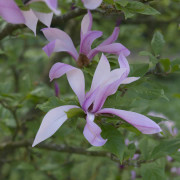 Rosenmagnolia - Magnolia liliiflora Betty (Storlek: 60-80 C10)