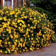 Vinterhyperikum - Hypericum x hidcoteense Hidcote (Storlek: busk C5)