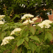 Kranskornell - Cornus alternifolia (Storlek: 60-80 C5)