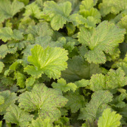 Trädgårdsnejlikrot - Geum hybr. Tutti Frutti ® (Krukstorlek: 0,5-1L)