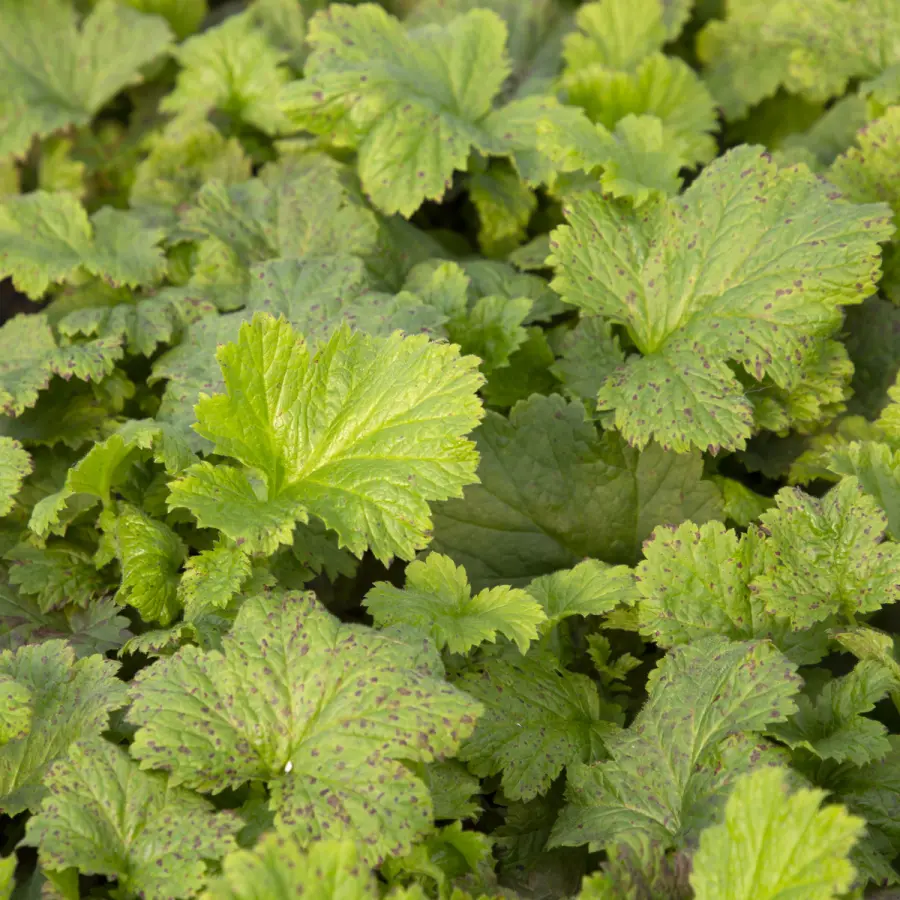 Trädgårdsnejlikrot - Geum hybr. Tutti Frutti ® (Krukstorlek: 0,5-1L)