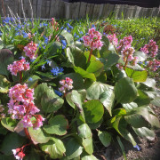 Trädgårdsbergenia - Bergenia hybr. Baby Doll (Krukstorlek: 0,5-1L)