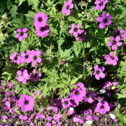 Armenisk Näva - Geranium psilostemon (Krukstorlek: 0,5-1L)