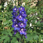 Praktriddarsporre - Delphinium elatum Pacific King Arthur (Krukstorlek: 0,5-1L)